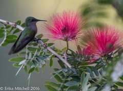 Orthorhyncus cristatus