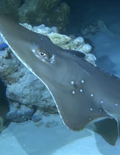 Smoothnose wedgefish (Rhynchobatus laevis) — Rhinidae — 3