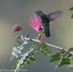 Orthorhyncus cristatus