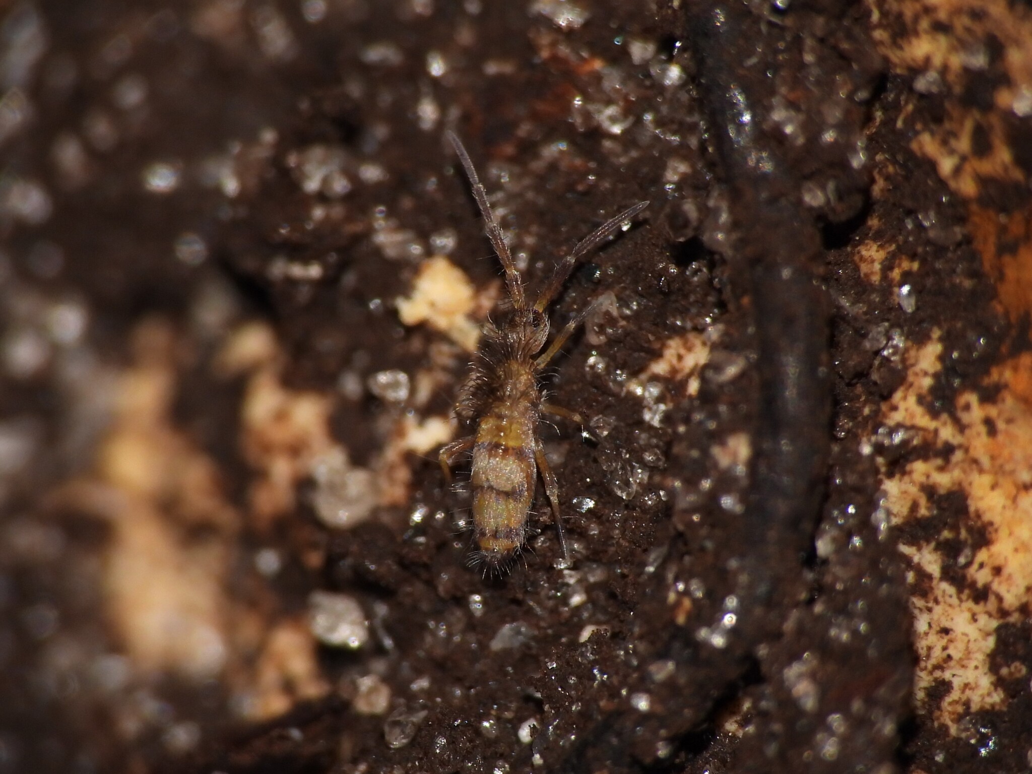Homidia sauteri (C.Börner, 1909)
