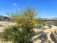 Aspalathus spinescens lepida