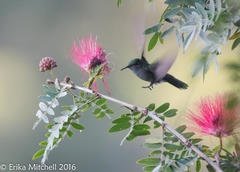 Orthorhyncus cristatus