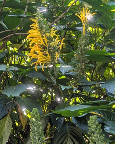 Justicia aurea observed 2025-12-02