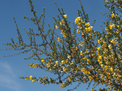 Aspalathus spinescens lepida