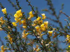 Aspalathus spinescens lepida