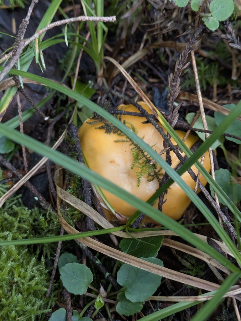 Cantharellus formosus · January 2026 · photo: © mylan (iNaturalist, cc-by)