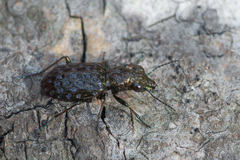 Elaphrus cupreus