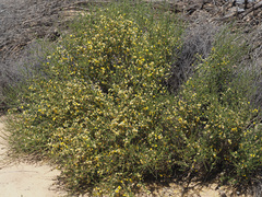 Aspalathus spinescens lepida