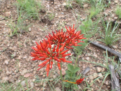 Haemodorum coccineum (Haemodorum coccineum)