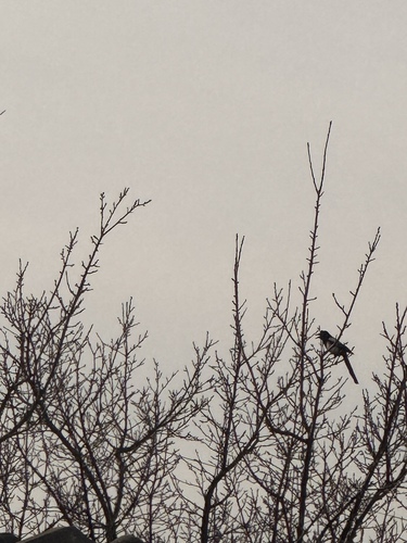 Oriental Magpie (Pica serica)