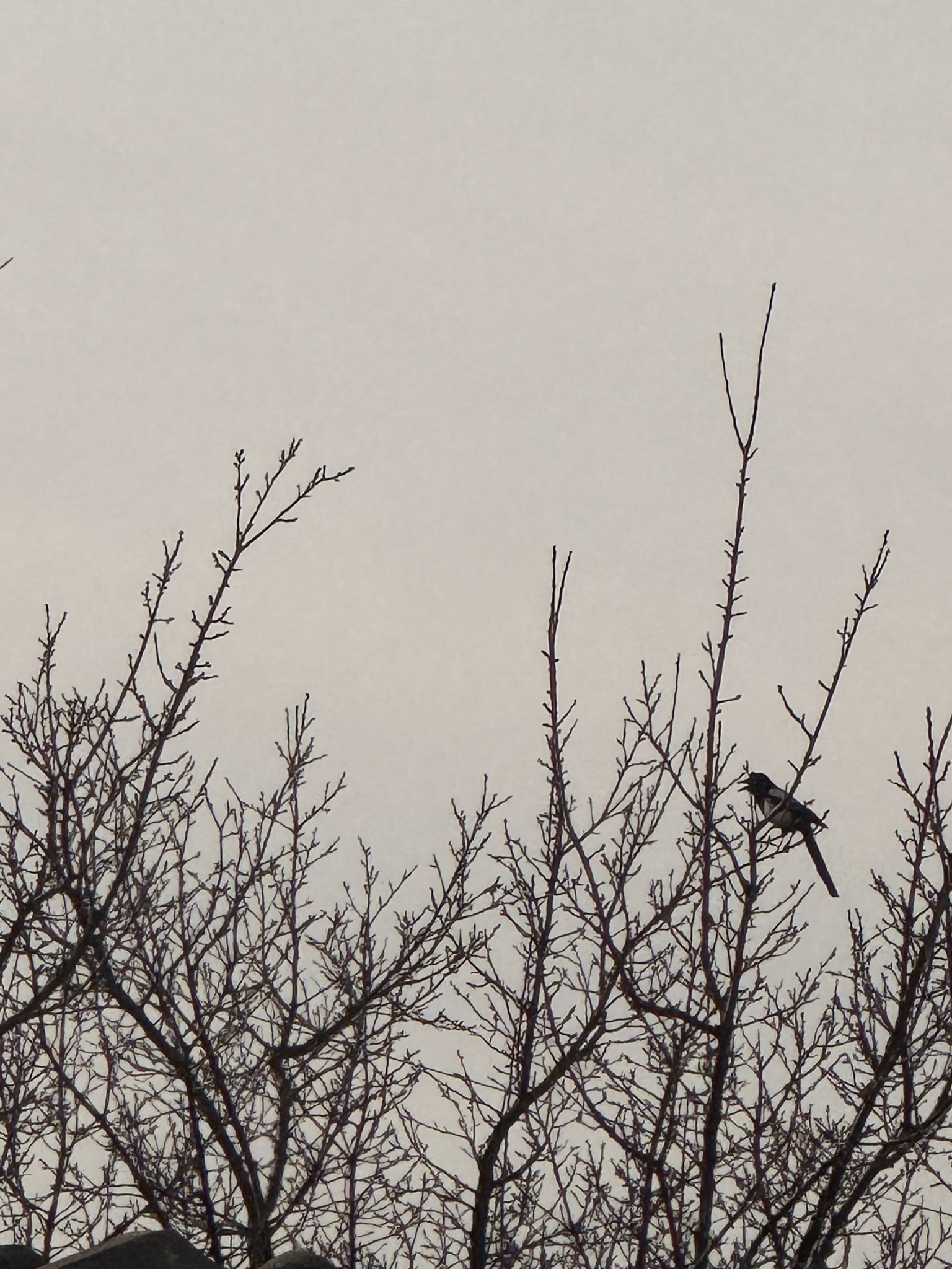 Oriental Magpie (Pica serica), photo 1
