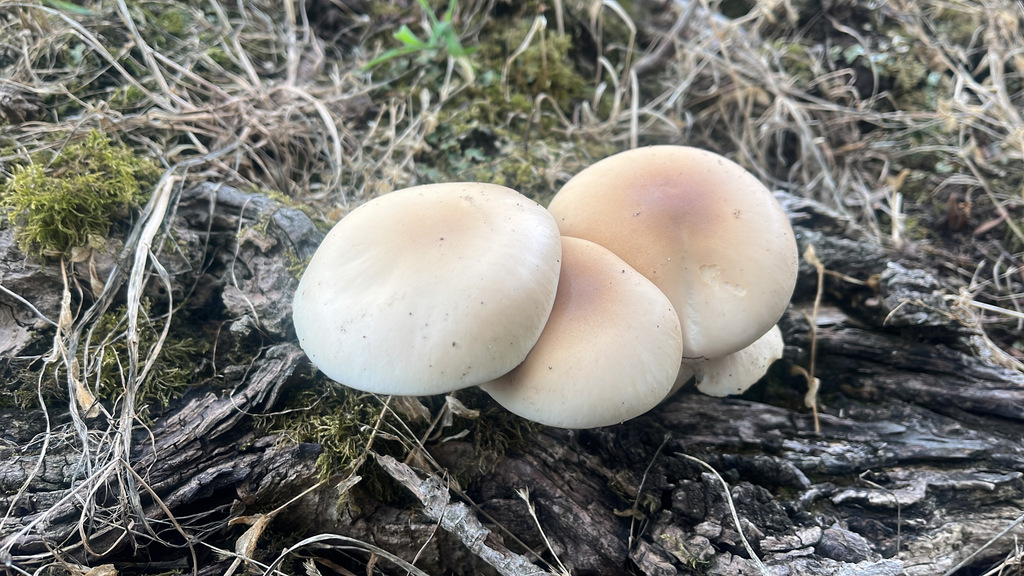Cyclocybe parasitica · January 2026 · photo: © fyodor (iNaturalist, cc0)