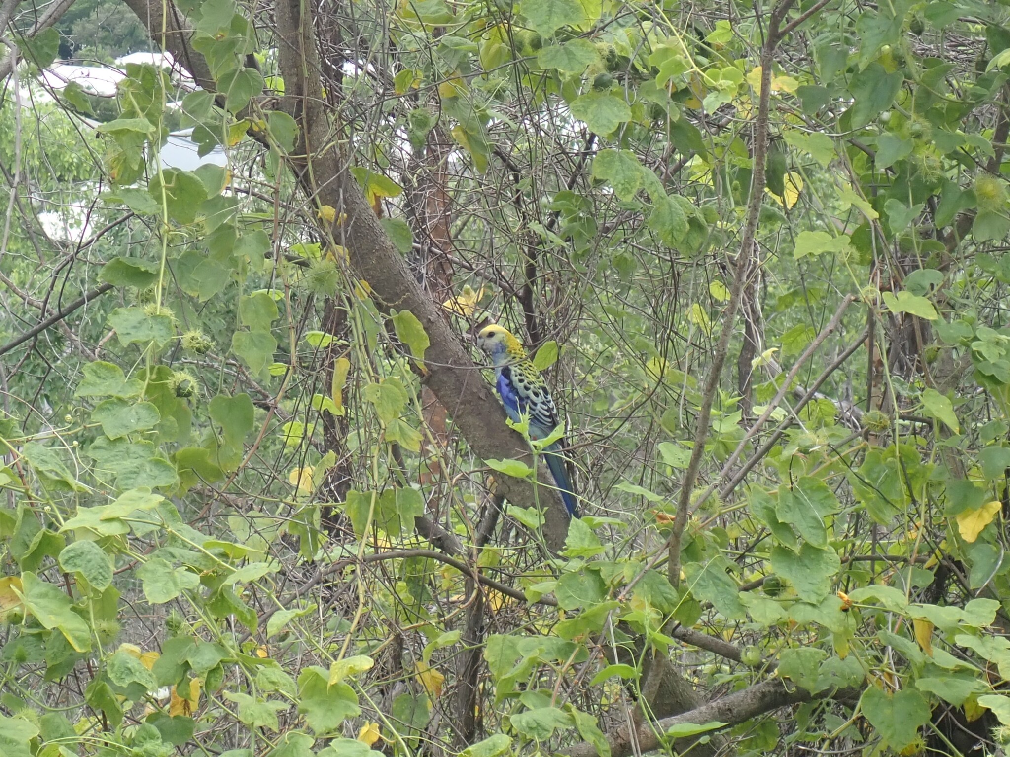 Pale-headed Rosella (Platycercus adscitus), photo 3