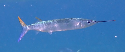 Ballyhoo halfbeak (Hemiramphus brasiliensis) — Hemiramphidae — 5