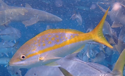 Cola (Ocyurus chrysurus) — Lutjanidae