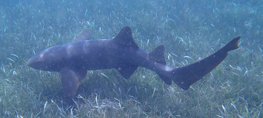 Nurse shark (Ginglymostoma cirratum) — Ginglymostomatidae
