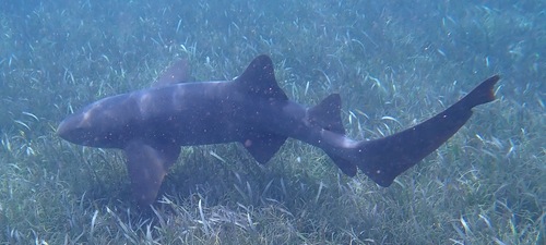 Nurse shark (Ginglymostoma cirratum) — Ginglymostomatidae