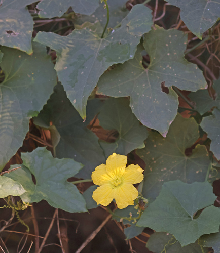 Ein weiteres Foto von Luffa