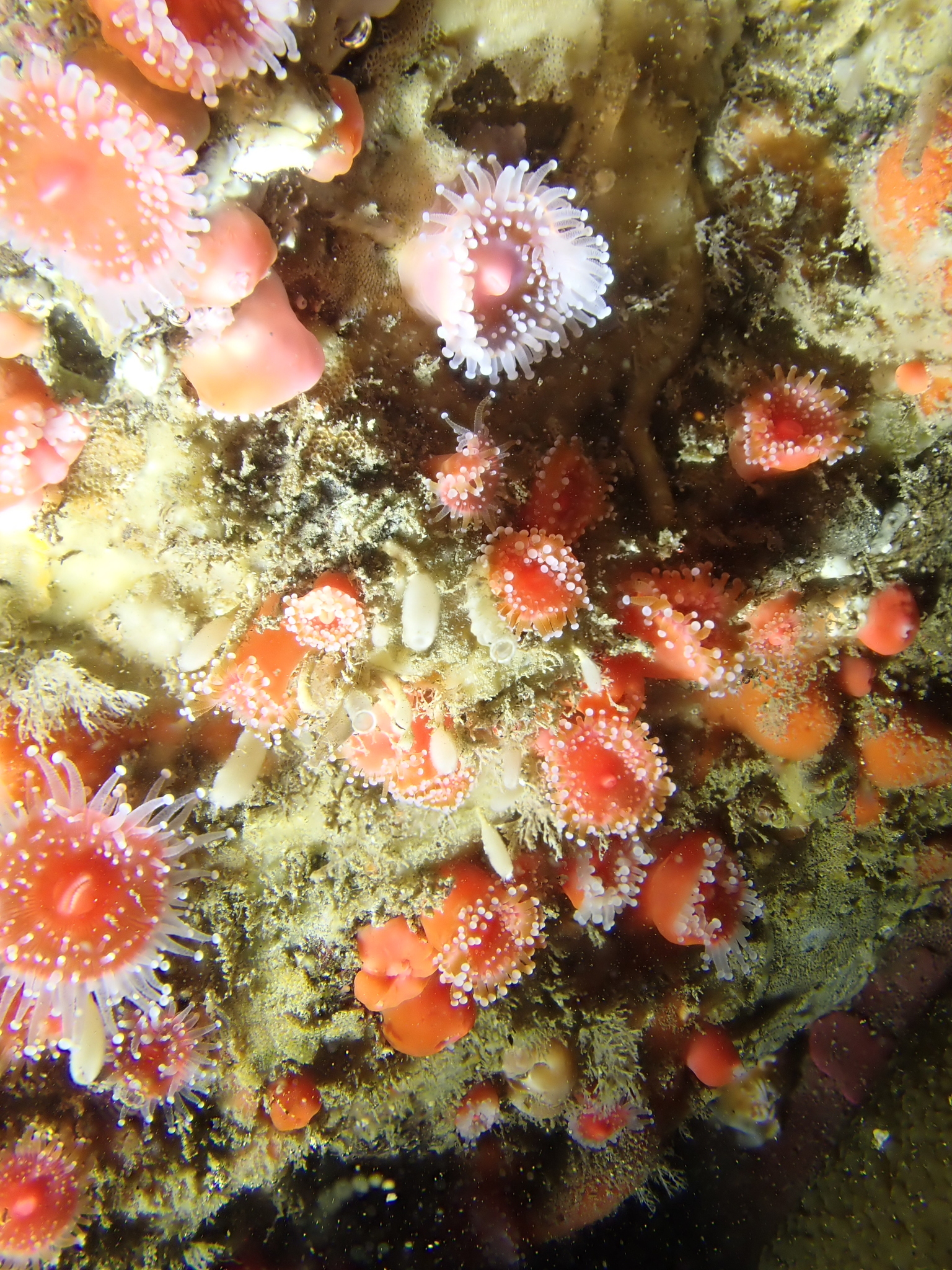 Corynactis californica Carlgren, 1936