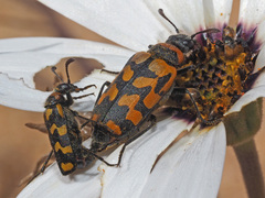 Mimesthes maculicollis