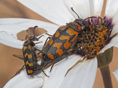 Mimesthes maculicollis