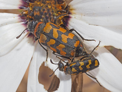 Mimesthes maculicollis