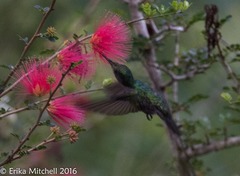 Orthorhyncus cristatus