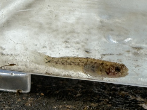 Stigmate mangrove goby (Mugilogobius stigmaticus) — Gobiidae — 5
