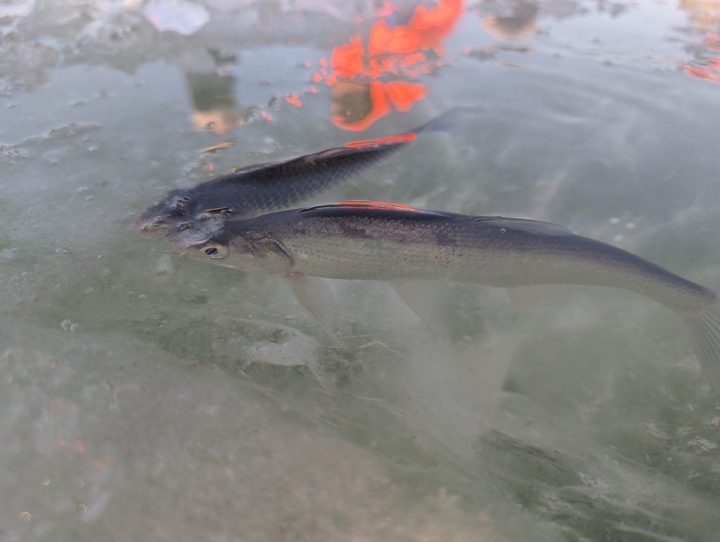 Common skygazer (Chanodichthys erythropterus) — Cyprinidae
