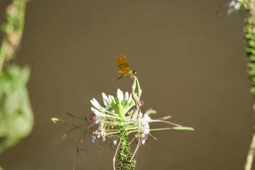 Mexican Amberwing (Perithemis intensa)