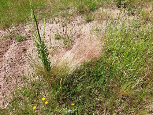 Nassella Tussock (Nassella trichotoma)