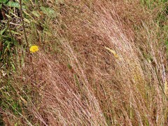 Nassella trichotoma, photograph (c) Elspeth Swan, some rights reserved (CC BY)