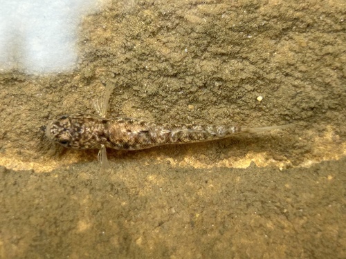 Stigmate mangrove goby (Mugilogobius stigmaticus) — Gobiidae — 3