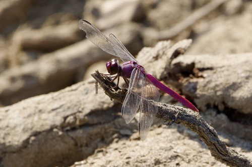 Roseate Skimmer (Orthemis ferruginea)