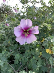 Malva subovata bicolor