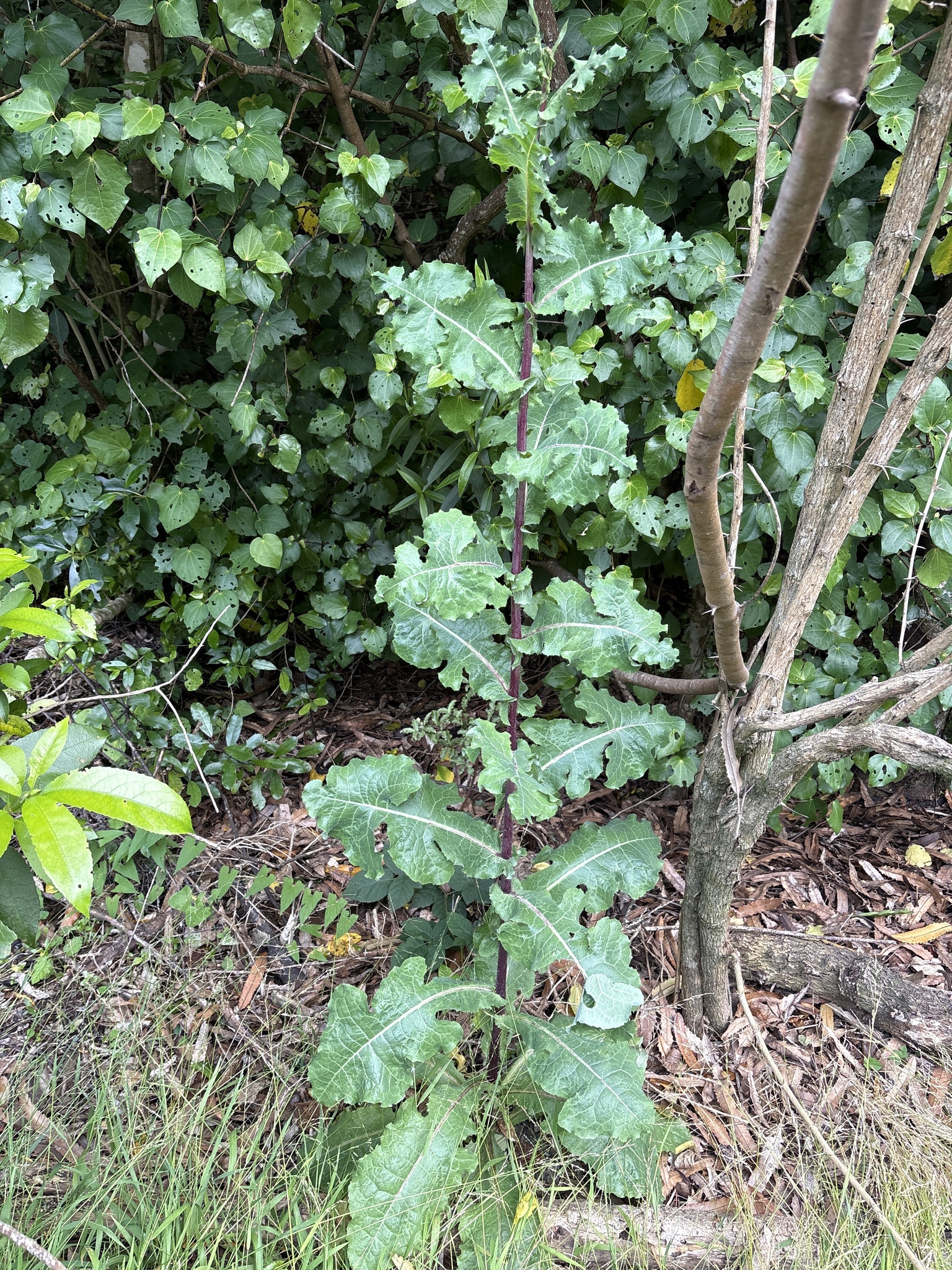 Wild lettuce