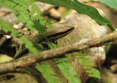 Copeoglossum nigropunctatum