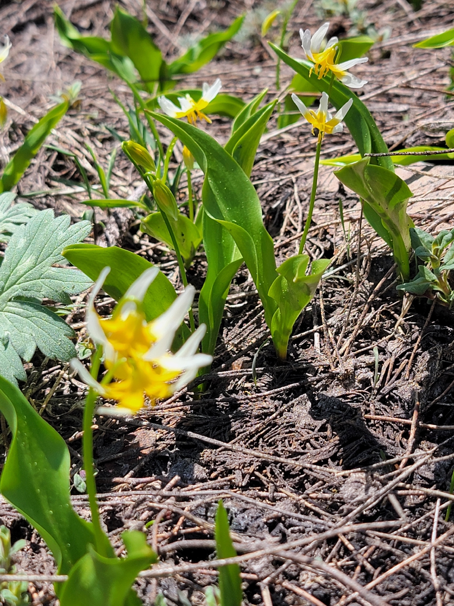 Purple Fawn Lily (Erythronium purpurascens)