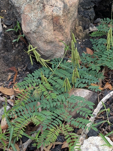 Indigofera pratensis, 2026-01-03