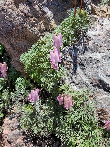 Dicentra pauciflora, photograph 6