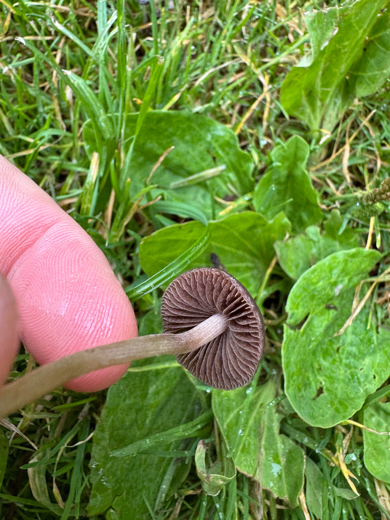 Panaeolus foenisecii · January 2026 · photo: © davidthompson5 (iNaturalist, cc-by)