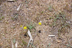 Lomatium austiniae