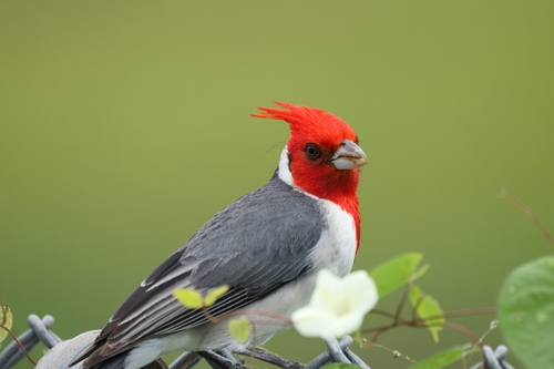 Red-crested Cardinal (Paroaria coronata), photo 3