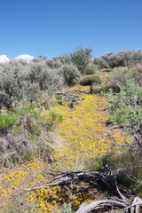 Erythranthe carsonensis