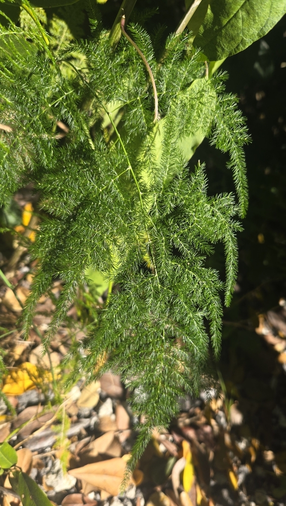 măng bàn tay – Asparagus setaceus