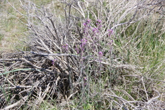 Boechera sparsiflora