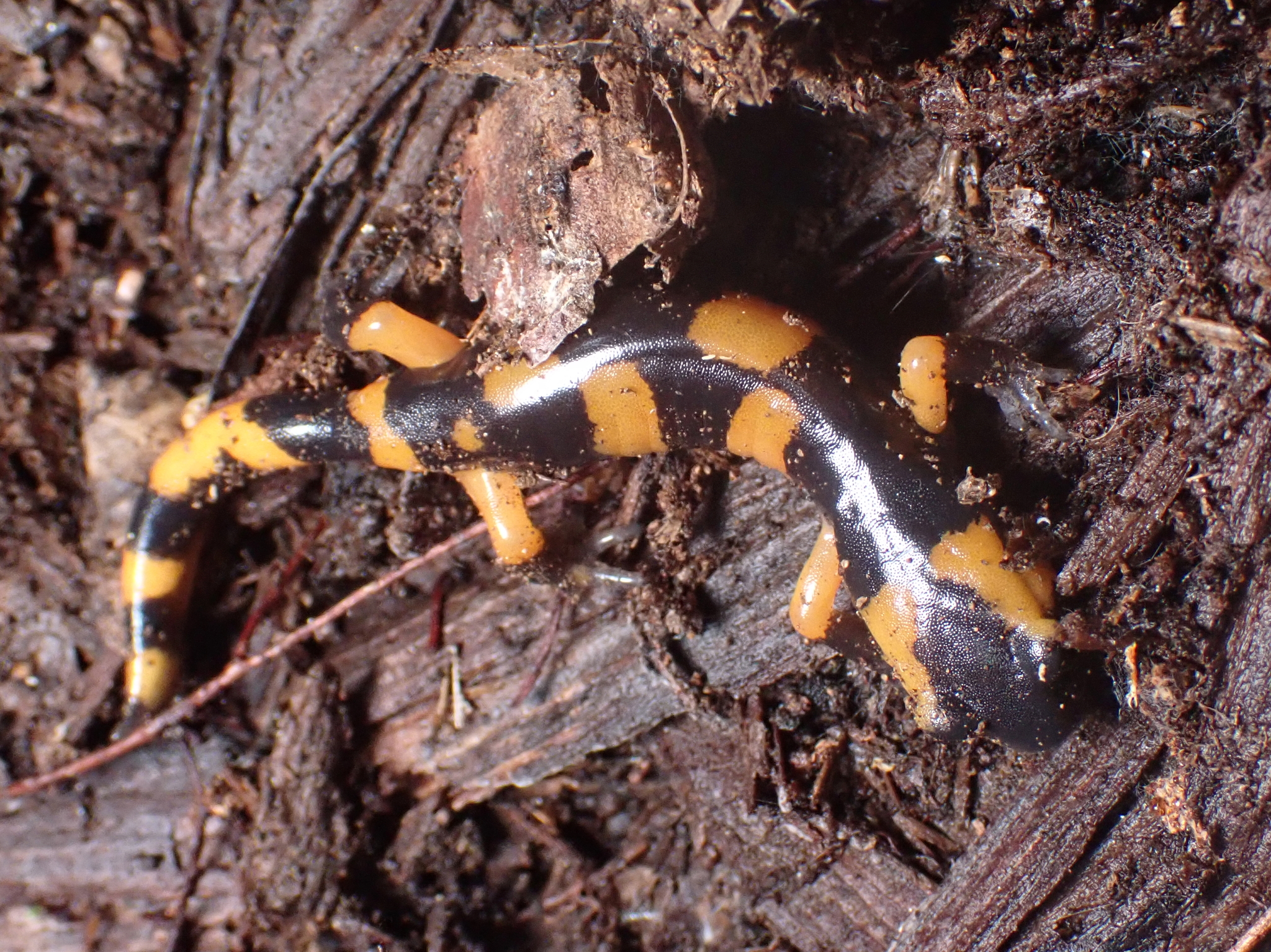 Ensatina eschscholtzii Gray, 1850