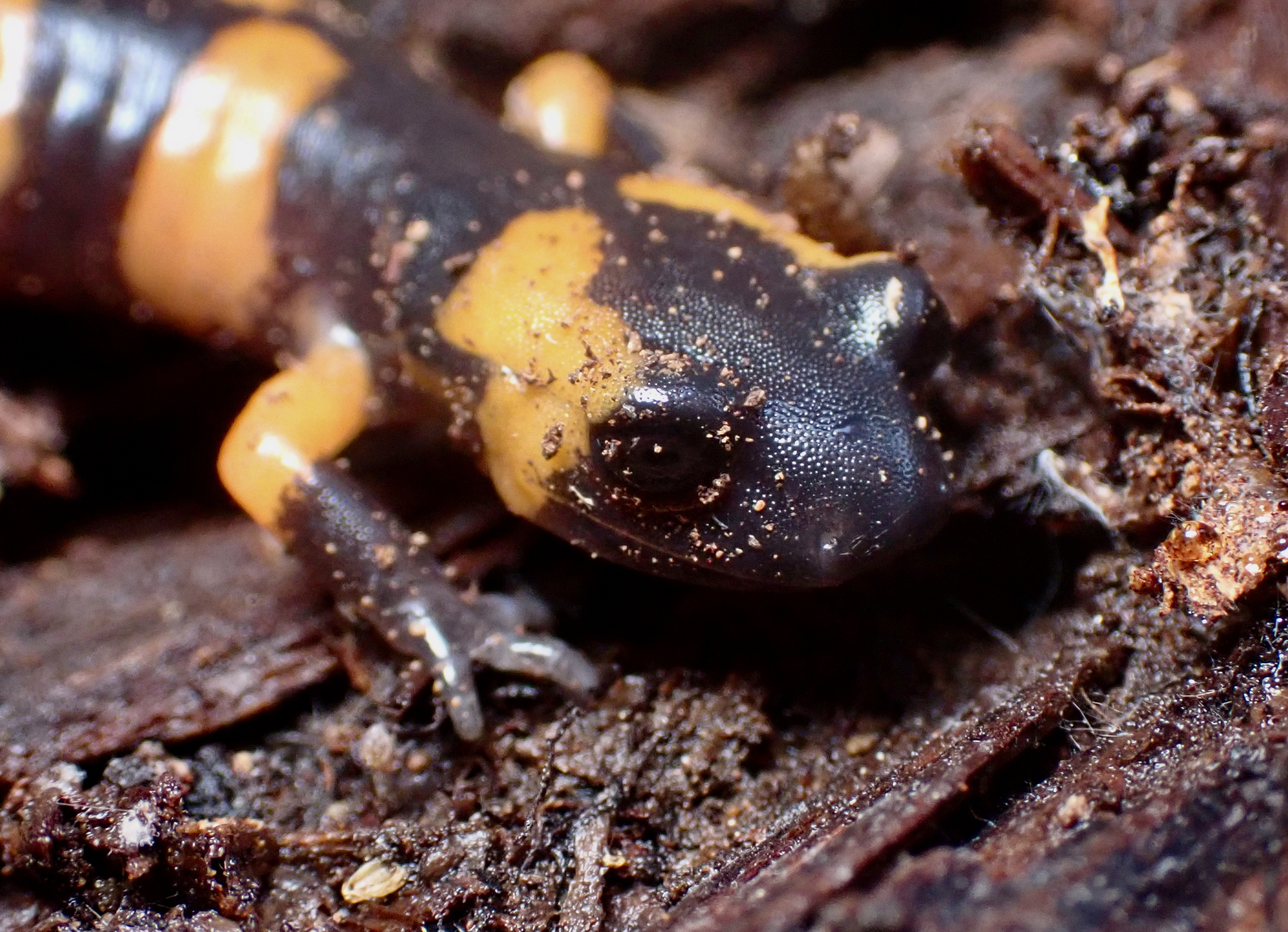 Ensatina eschscholtzii Gray, 1850