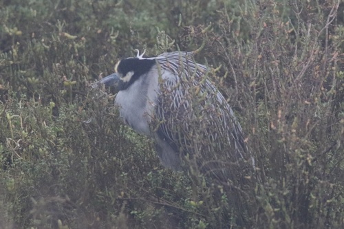 Yellow-crowned Night Heron (Nyctanassa violacea), photo 5