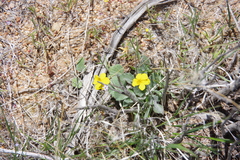 Viola purpurea aurea